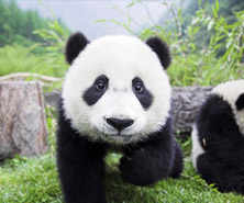 �Ĵ���̎������ϸ��غ��L�����Σ����T��e48.5�fƽ�������ȫ����5λ���˿�8700�f����ȫ����3λ��ݠ21�����ݡ�181���h�Ѕ^(q��)������ɷ�56�����ٔ�(sh��)�����˿�460�f����ȫ���ڶ���؅^(q��)����������۾Ӆ^(q��)��Ψһ��Ǽ��۾Ӆ^(q��)���c����7��ʡ�^(q��)�н������ǳЖ|�����ļ~�����B�����Ϻ������Ę������Թž��ǡ��h�����ȡ������β����С�������ʮ����Ҫ�đ�(zh��n)�Ե�λ���Ĵ��vʷ�ƾá��˽ܵ��`�����A�쌚���YԴ������ɽ���������Ļ��貣��˲��C�͡��ƽ̰l(f��)�_(d��)�����A(ch��)�ۺ��Ј��V韣��Թű��u(y��)�顰�츮֮������